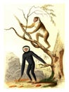 The Magot, The Gibbon, vintage engraving Royalty Free Stock Photo