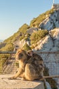 Magot monkey bearing baby, Gibraltar