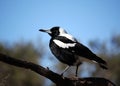 Magpie Royalty Free Stock Photo