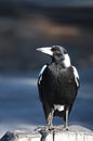 Magpie Royalty Free Stock Photo