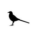 Magpie bird logo icon illustration