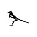 Magpie bird logo icon illustration