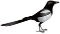 Magpie