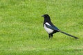 Magpie Royalty Free Stock Photo