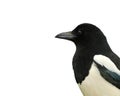 Magpie. Royalty Free Stock Photo