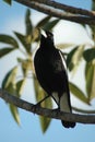 Magpie Royalty Free Stock Photo