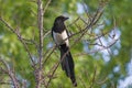 Magpie bird - a beautiful portrait Royalty Free Stock Photo
