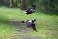 Magpie bird flying to the sky from the field