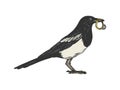 Magpie bird with golden ring color sketch vector