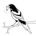 Magpie bird with golden ring coloring vector