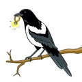 Magpie bird with golden ring pop art vector