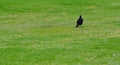 Magpie bird on green grass Royalty Free Stock Photo