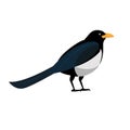 Magpie bird icon flat style. Isolated on white background. Vector illustration Royalty Free Stock Photo