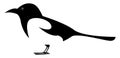 Magpie bird, illustration, vector Royalty Free Stock Photo
