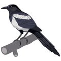 Magpie bird in natural style, isolated object on a white background, vector illustration Royalty Free Stock Photo