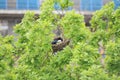 Magpie bird nest