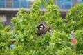 Magpie bird nest