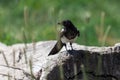 Magpie Bird on an Old Log