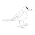 Magpie bird outline illustration set . Standing crow animal ornithology design. Vector clip art isolated on white background Royalty Free Stock Photo