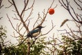 Magpie bird on the persimmons tree on the street in Jeju city