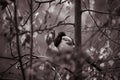 Magpie bird in sepia Royalty Free Stock Photo