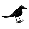 Magpie bird silhouette illustration set . Standing crow animal ornithology design. Vector shape isolated on white background Royalty Free Stock Photo