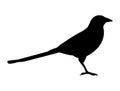 Magpie bird silhouette vector art white background Royalty Free Stock Photo