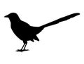 Magpie bird silhouette vector art white background Royalty Free Stock Photo