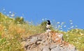 Magpie bird sitting on rock between wild flowers