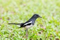 Magpie on the grass, Thailand, black body