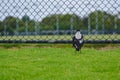 Magpie bird standing on green grass Royalty Free Stock Photo