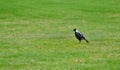 Magpie bird standing on green grass Royalty Free Stock Photo