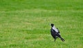 Magpie bird standing on green grass Royalty Free Stock Photo