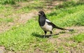 Magpie bird standing on the ground and being a guard for the family