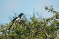 Magpie bird standing on a tree branch Royalty Free Stock Photo