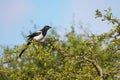 Magpie bird standing on a tree branch Royalty Free Stock Photo