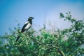 Magpie bird standing on a blooming tree branch Royalty Free Stock Photo