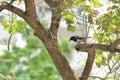 Magpie bird