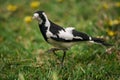 Magpie bird