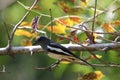 Magpie black and white bird animal wildlife perch on branch tree