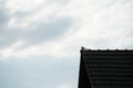 A magpie, black and white bird sitting on the rooftop against a cloudy sky