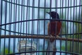 magpie in a cage Royalty Free Stock Photo