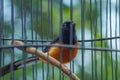 magpie in a cage Royalty Free Stock Photo