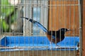 magpie in a cage Royalty Free Stock Photo
