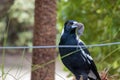 Magpie Catches Mouse