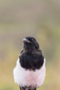 Magpie Close up