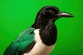 Magpie. Close-up of magpie intricate black and white plumage against vibrant green background. Detailed shot of stunning