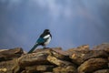 Magpie close-up sitting on the ruins of an ancient fortress in the Pamir mountains