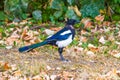 Magpie close up on the ground among fallen leaves