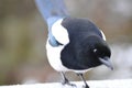 Magpie Close-up in Winter